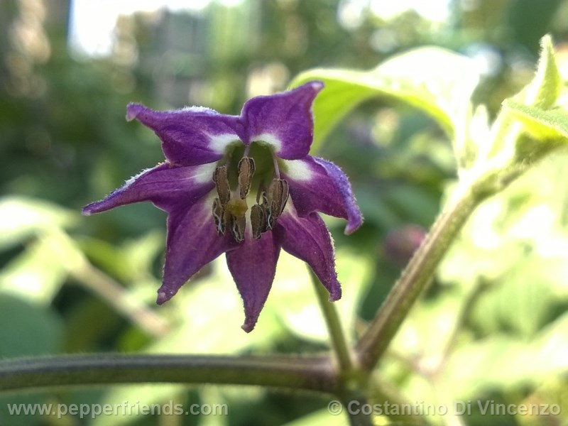 rocoto-de-seda_001_fiore_04.jpg