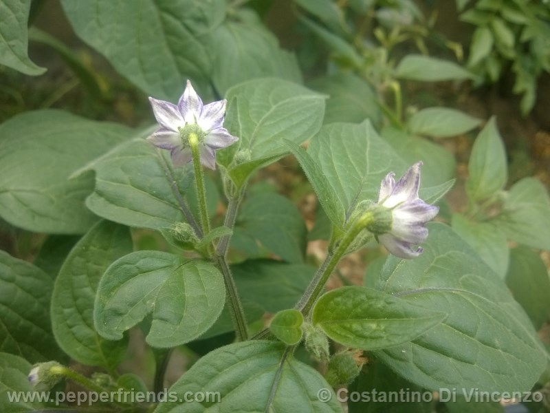 rocoto-de-seda_001_fiore_05.jpg