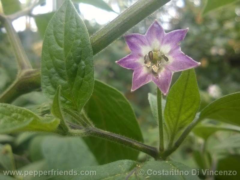 rocoto-de-seda_001_fiore_06.jpg