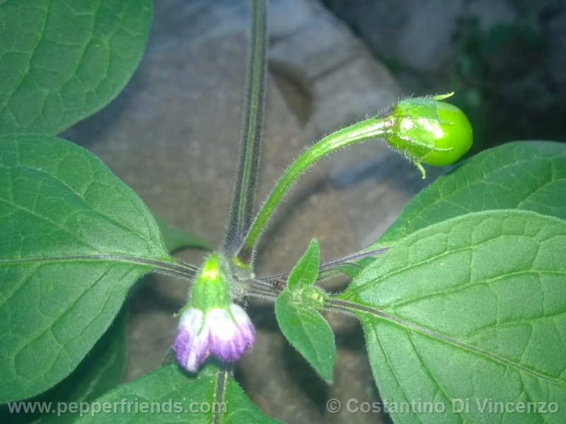 rocoto-de-seda_001_frutto_02.jpg