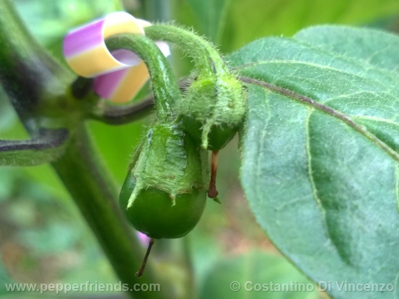 rocoto-de-seda_001_frutto_03.jpg