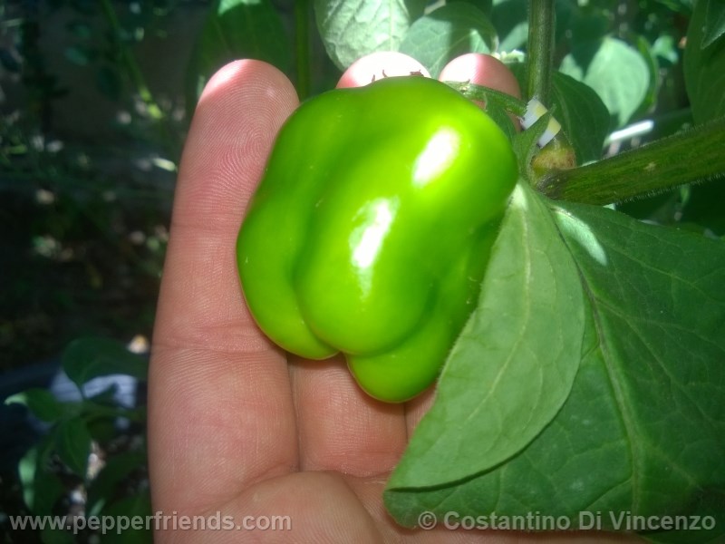 rocoto-de-seda_001_frutto_05.jpg