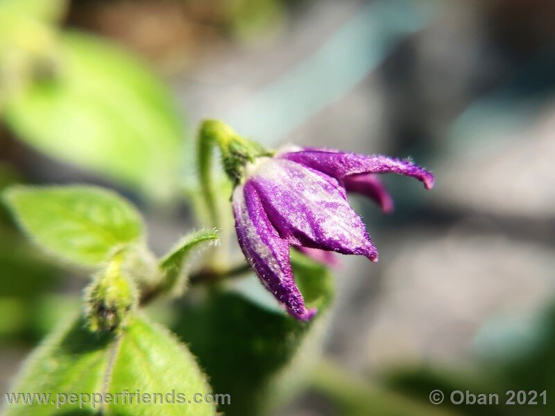 rocoto-guatemalan-orange_001_fiore_01.jpg