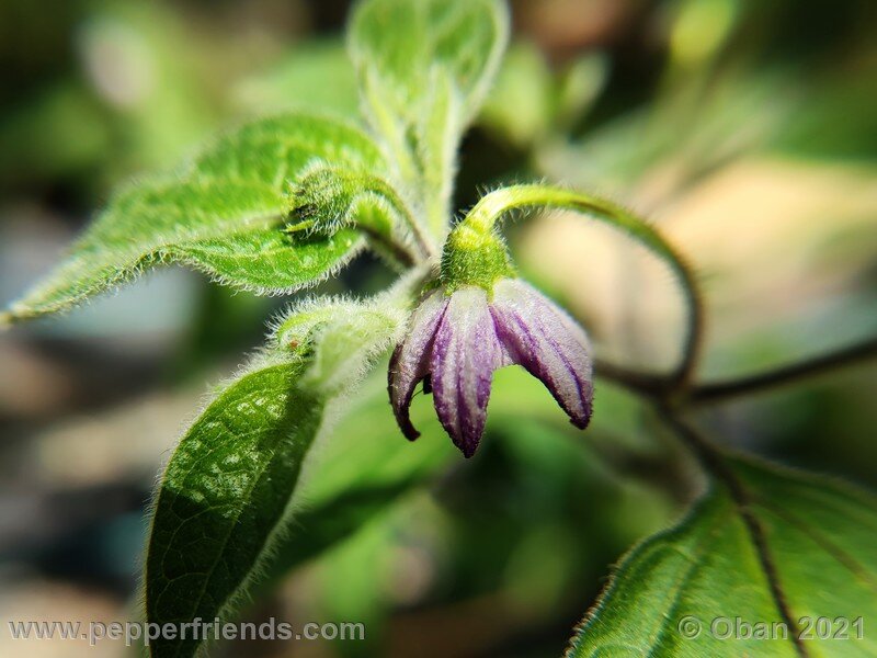 rocoto-guatemalan-orange_001_fiore_02.jpg