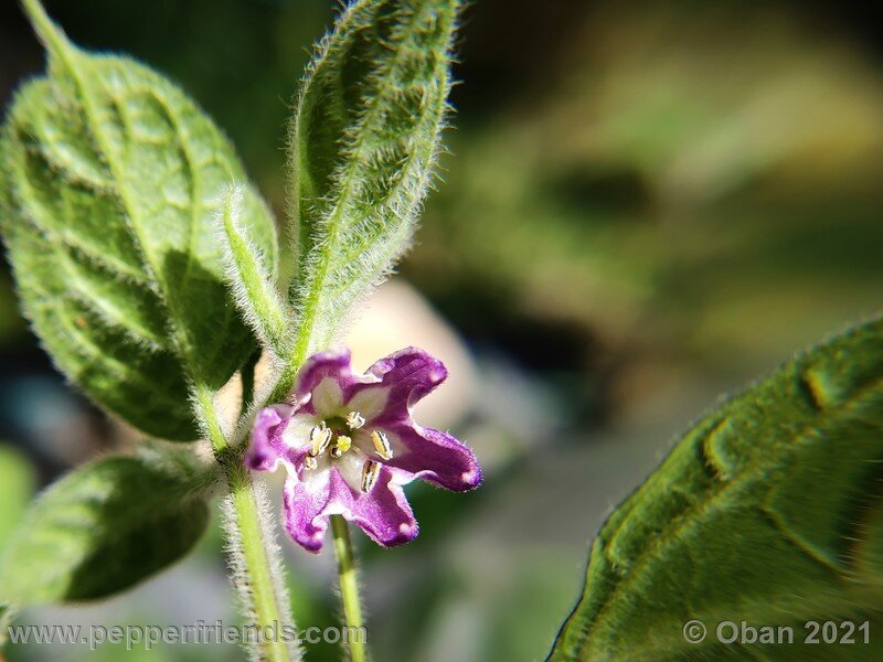 rocoto-guatemalan-orange_001_fiore_03.jpg