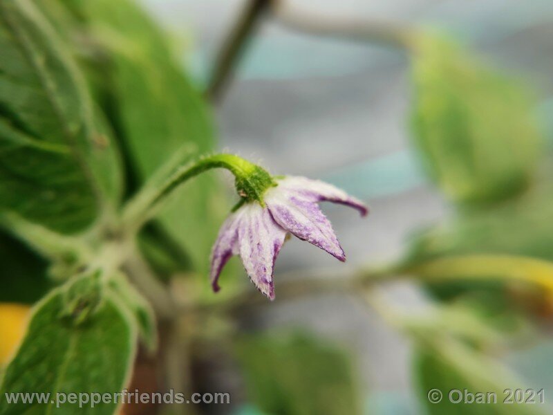 rocoto-guatemalan-orange_001_fiore_04.jpg