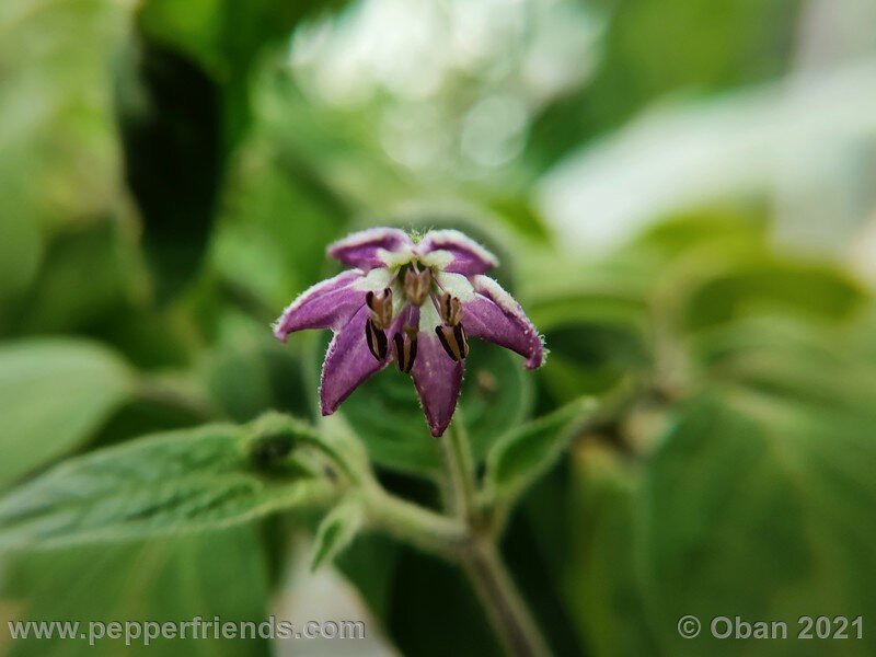 rocoto-guatemalan-orange_001_fiore_05.jpg