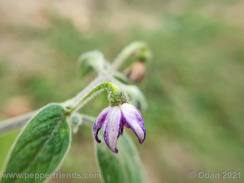 rocoto-guatemalan-orange_001_fiore_07.jpg