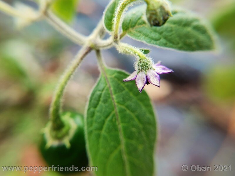 rocoto-guatemalan-orange_001_fiore_08.jpg