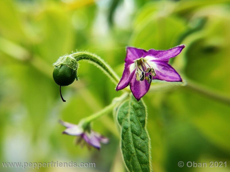 rocoto-guatemalan-orange_001_fiore_09.jpg