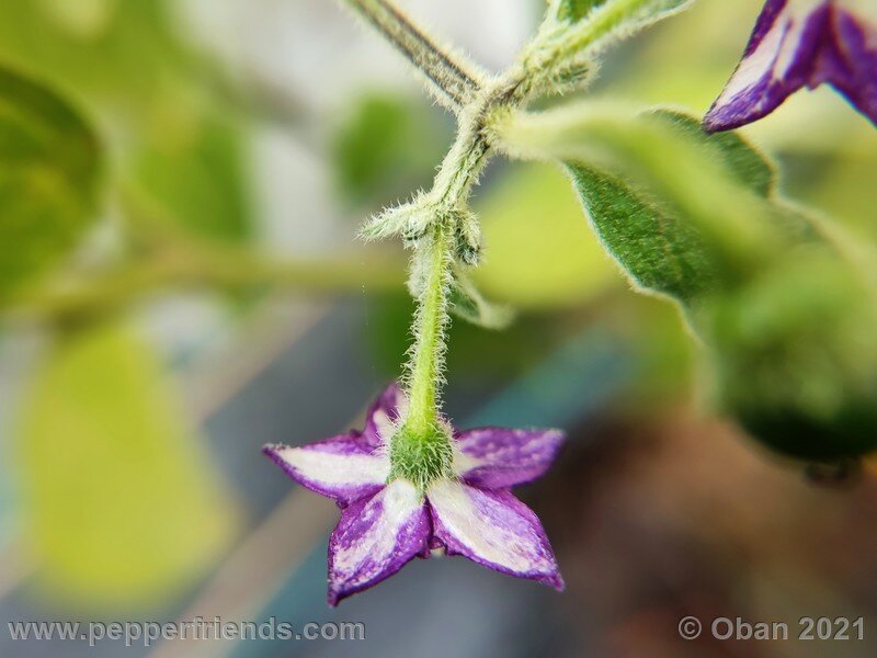 rocoto-guatemalan-orange_001_fiore_10.jpg