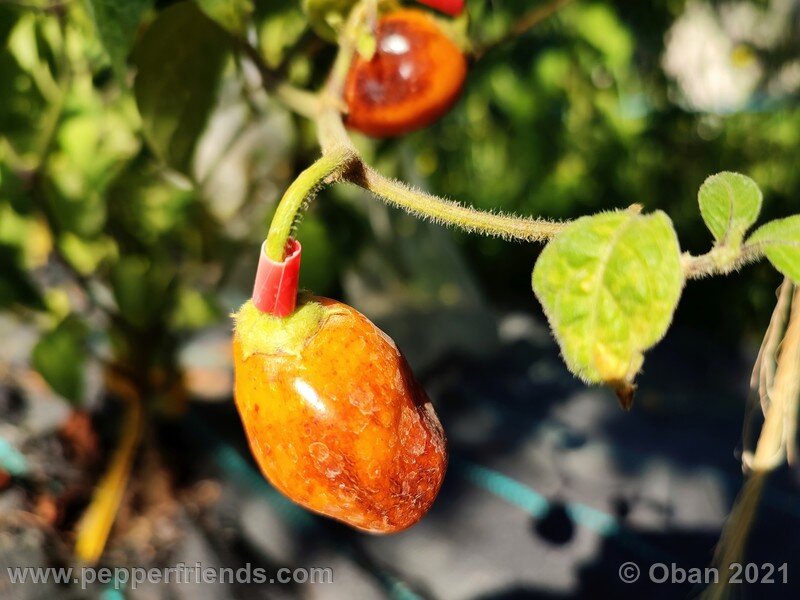 rocoto-guatemalan-orange_001_frutto_02.jpg