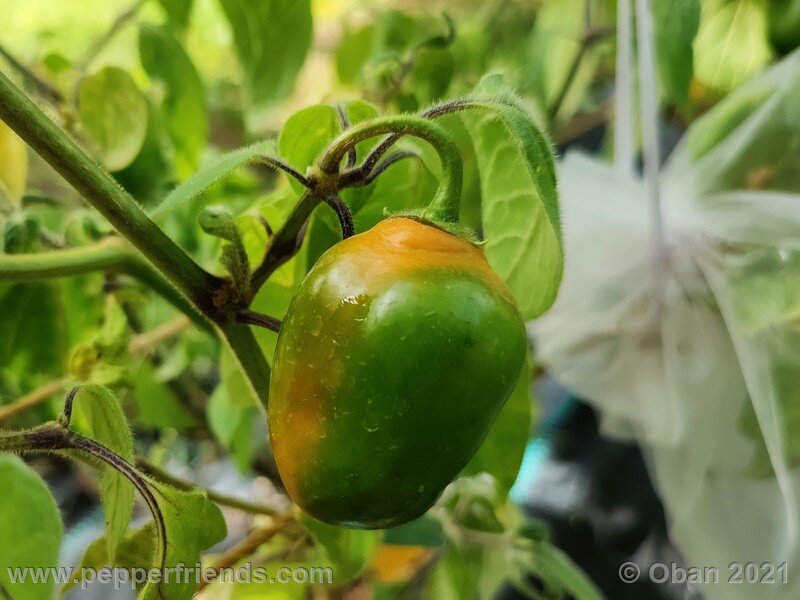 rocoto-guatemalan-orange_001_frutto_03.jpg