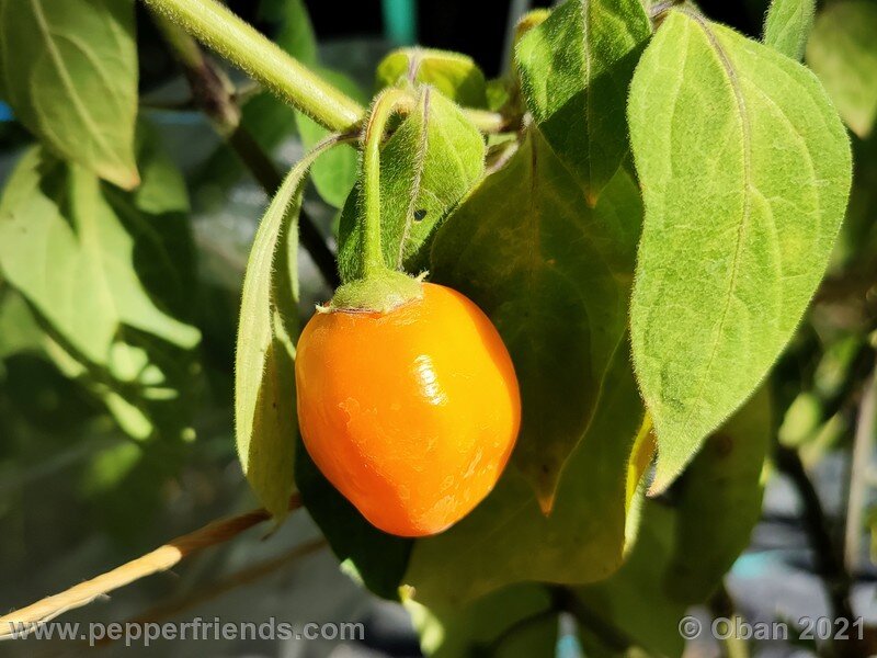 rocoto-guatemalan-orange_001_frutto_04.jpg