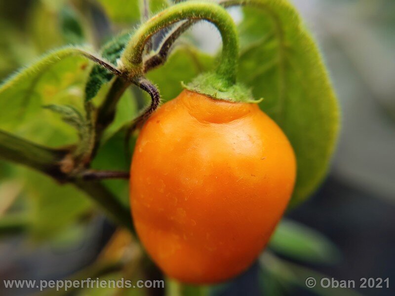 rocoto-guatemalan-orange_001_frutto_05.jpg