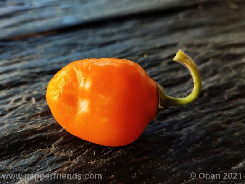 Rocoto Guatemalan Orange