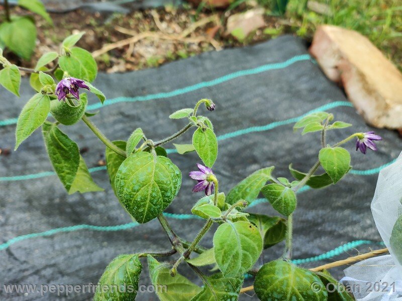 rocoto-guatemalan-orange_001_pianta_08.jpg