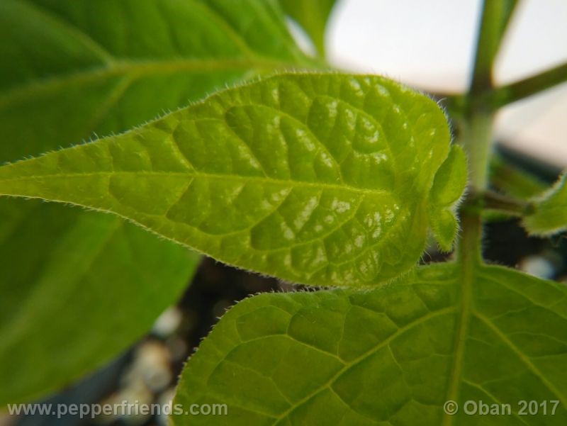 rocoto-manzana_001_pianta_16.jpg