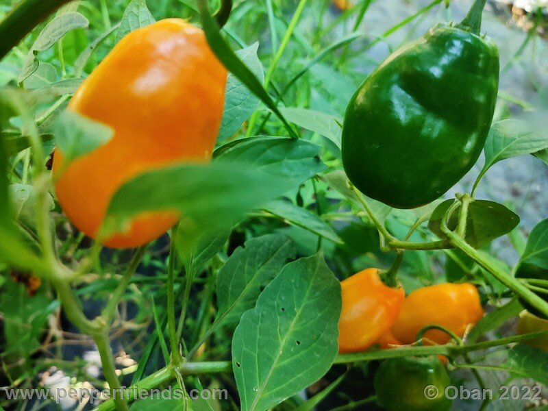 rocoto-manzano-amarillo-ollantaytambo_001_10_1543909895_Peperoncini2022-0975.jpg