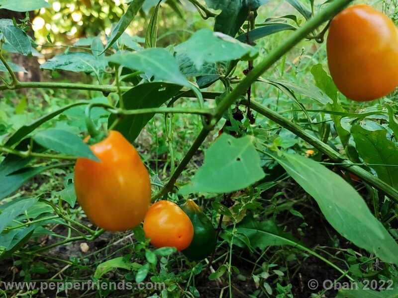 rocoto-manzano-amarillo-ollantaytambo_001_11_1619961902_Peperoncini2022-0976.jpg