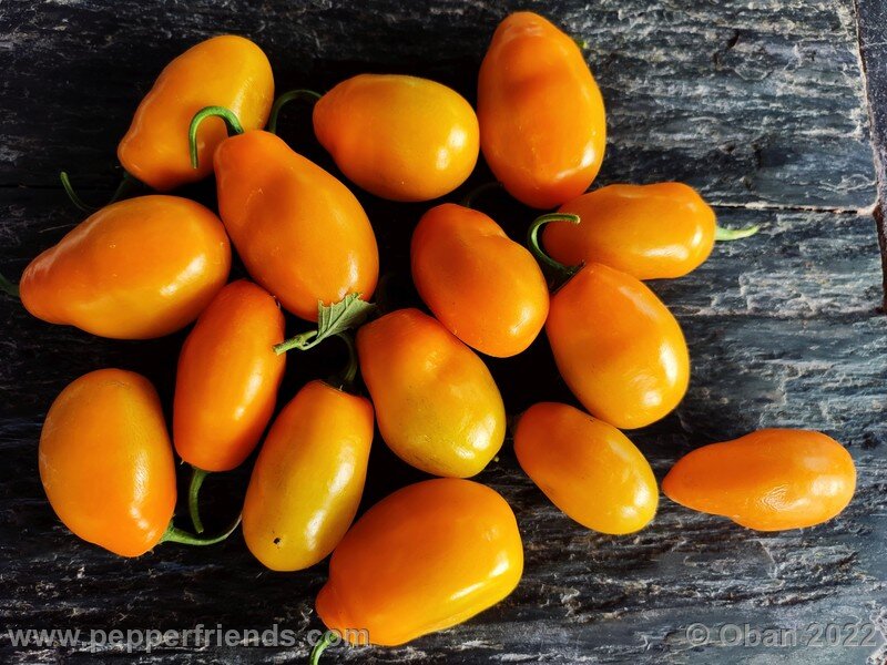 rocoto-manzano-amarillo-ollantaytambo_001_12_824725111_Peperoncini2022-0977.jpg