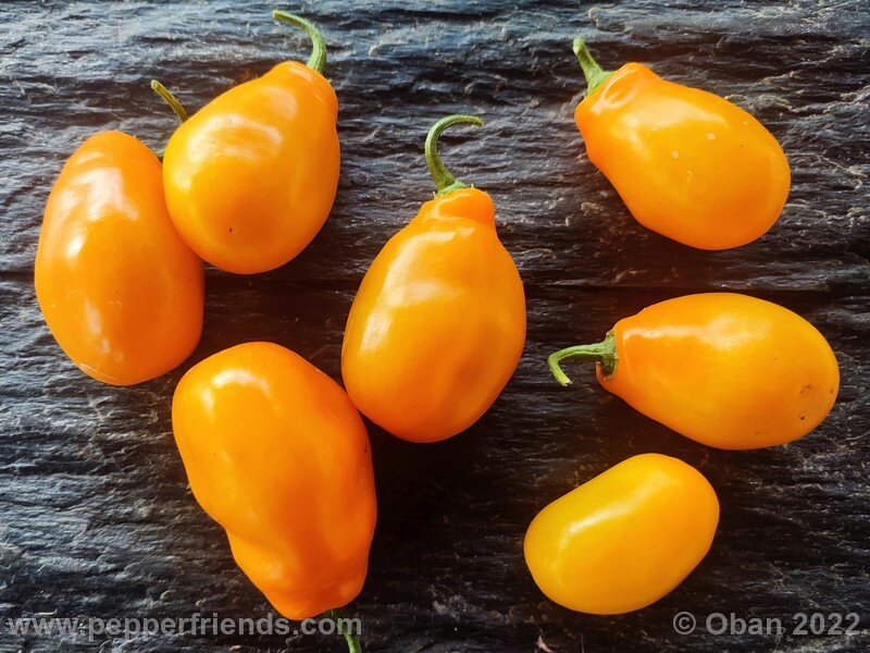 Rocoto Manzano Amarillo Ollantaytambo