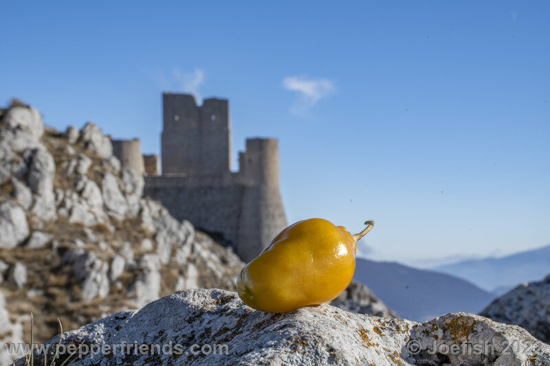 rocoto-manzano-amarillo-ollantaytambo_001_15_1981307444_Peperoncini2022-1267.jpg