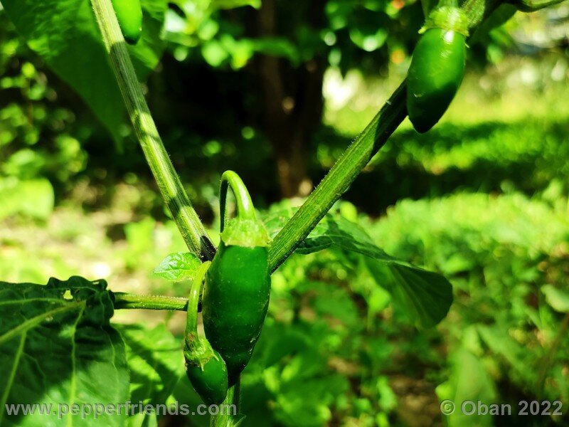 rocoto-manzano-amarillo-ollantaytambo_001_4_66927391_Peperoncini2022-0411.jpg