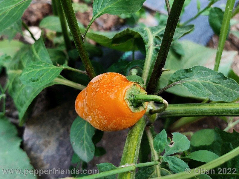 rocoto-manzano-amarillo-ollantaytambo_001_7_787393938_Peperoncini2022-0750.jpg