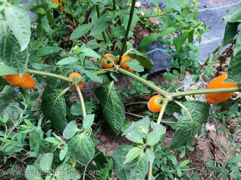 rocoto-manzano-amarillo-ollantaytambo_001_8_931258886_Peperoncini2022-0818.jpg