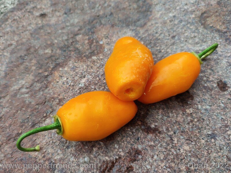 rocoto-manzano-amarillo-ollantaytambo_001_9_2143840258_Peperoncini2022-0819.jpg