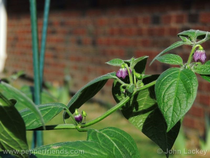 rocoto-manzano-yellow_001_fiore_02.jpg