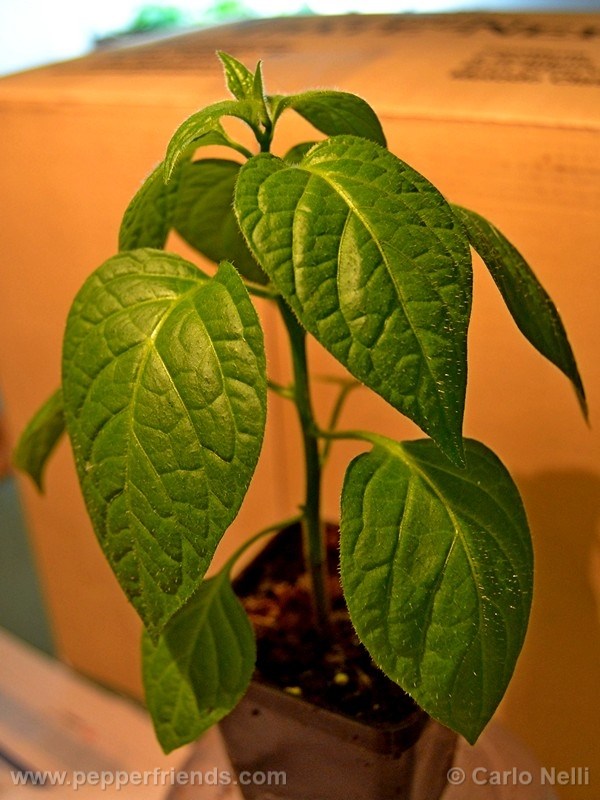 rocoto-marlene_001_pianta_05.jpg