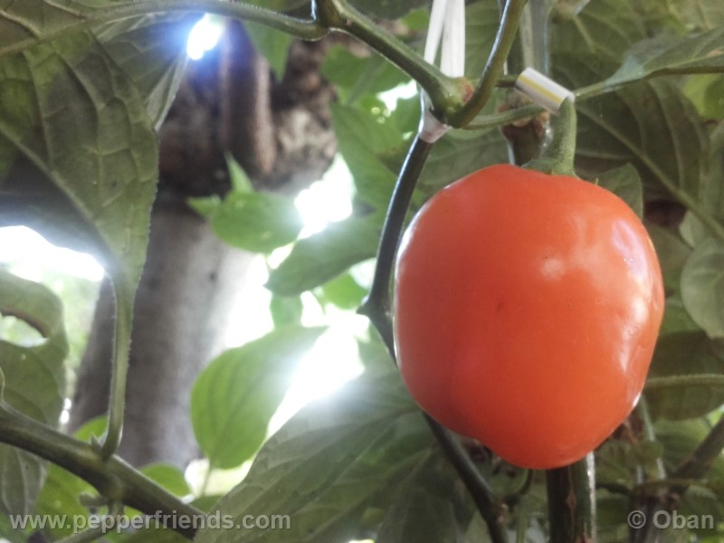 rocoto-marlene_001_frutto_20.jpg