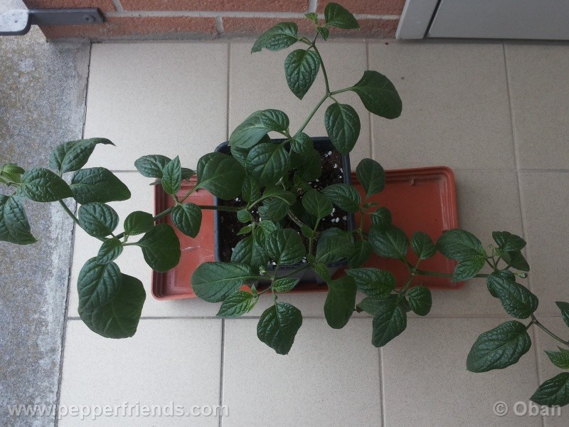 rocoto-marlene_001_pianta_10.jpg