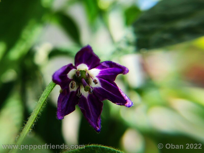 rocoto-marlene_003_10_937499207_Peperoncini2022-0445.jpg