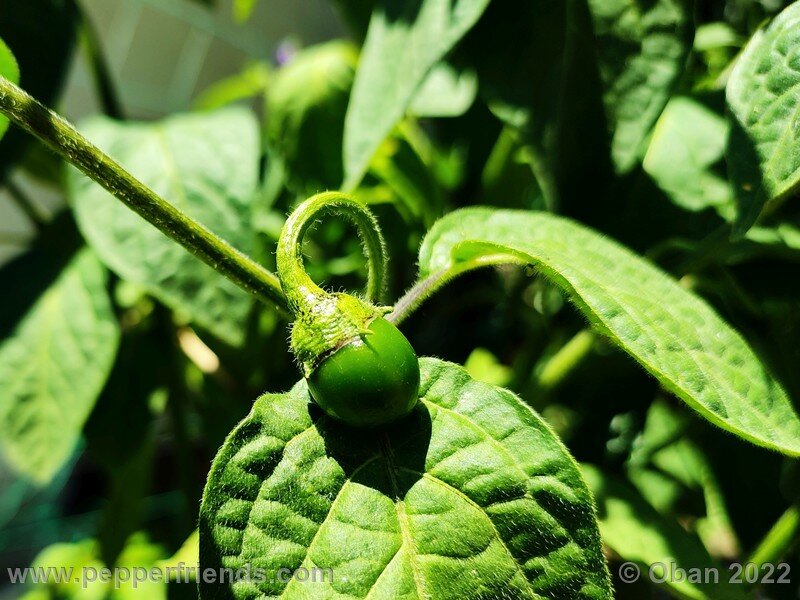 rocoto-marlene_003_11_1194872494_Peperoncini2022-0547.jpg