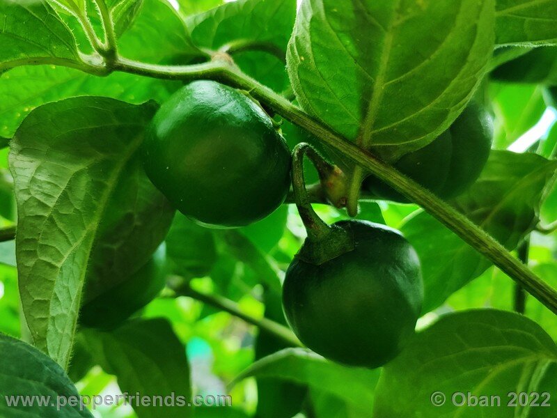 rocoto-marlene_003_12_917876131_Peperoncini2022-0708.jpg