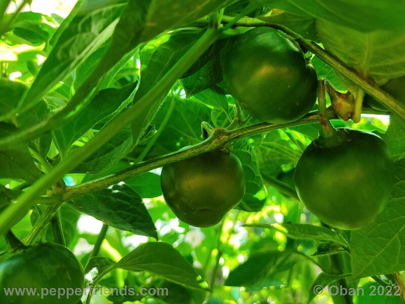 rocoto-marlene_003_13_1384118215_Peperoncini2022-0806.jpg