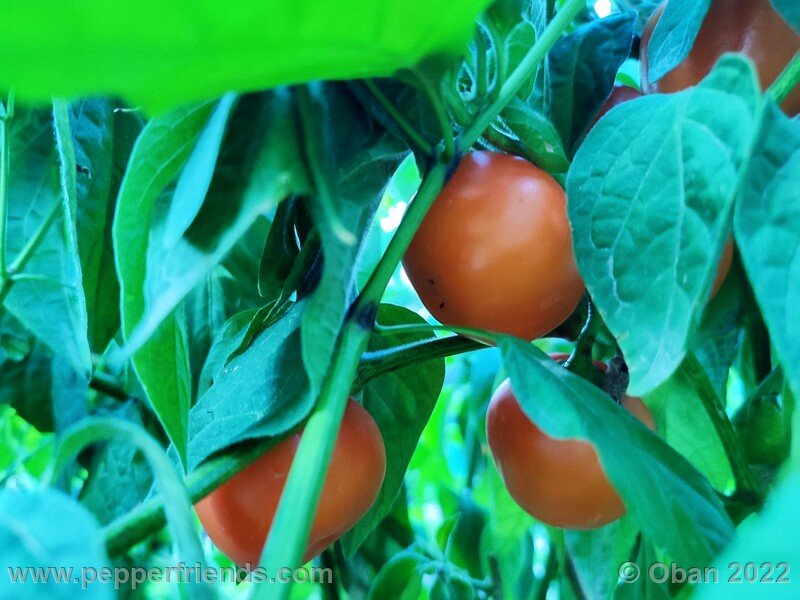 rocoto-marlene_003_14_2125932475_Peperoncini2022-0894.jpg