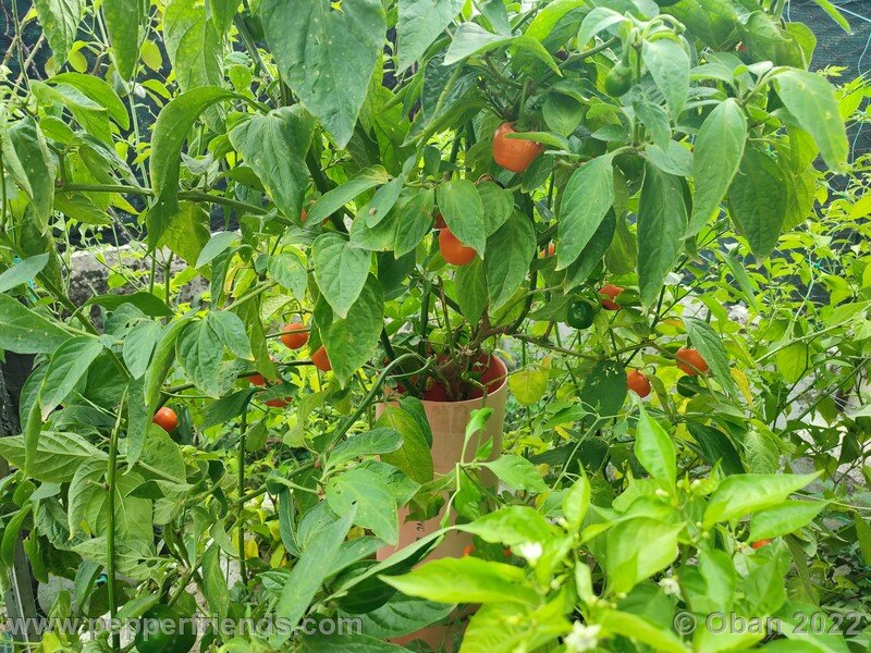 rocoto-marlene_003_15_1493932343_Peperoncini2022-0942.jpg