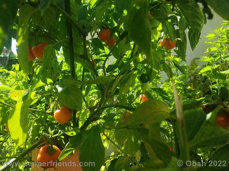 rocoto-marlene_003_16_1688828297_Peperoncini2022-0994.jpg