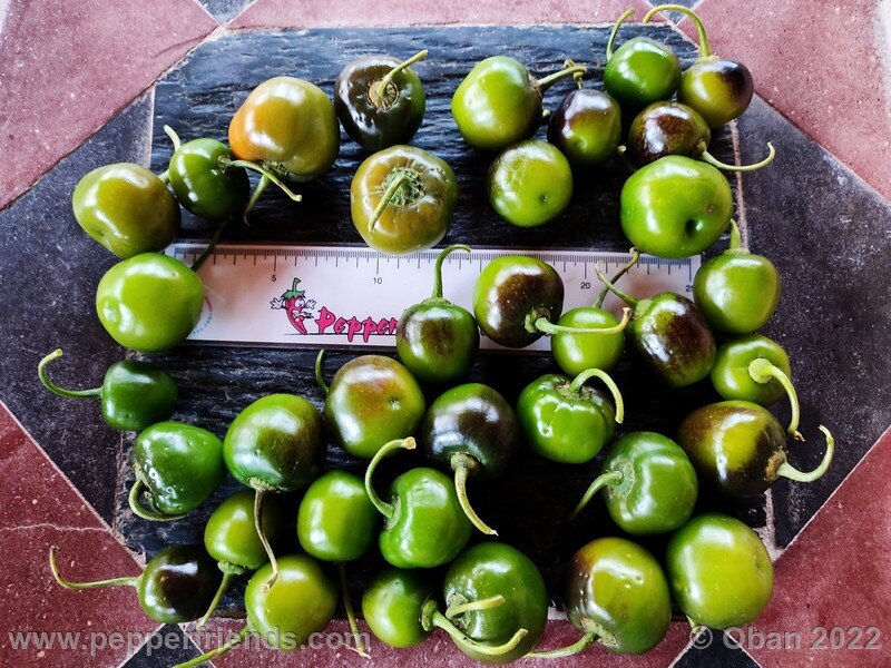 rocoto-marlene_003_19_1672547488_Peperoncini2022-1219.jpg