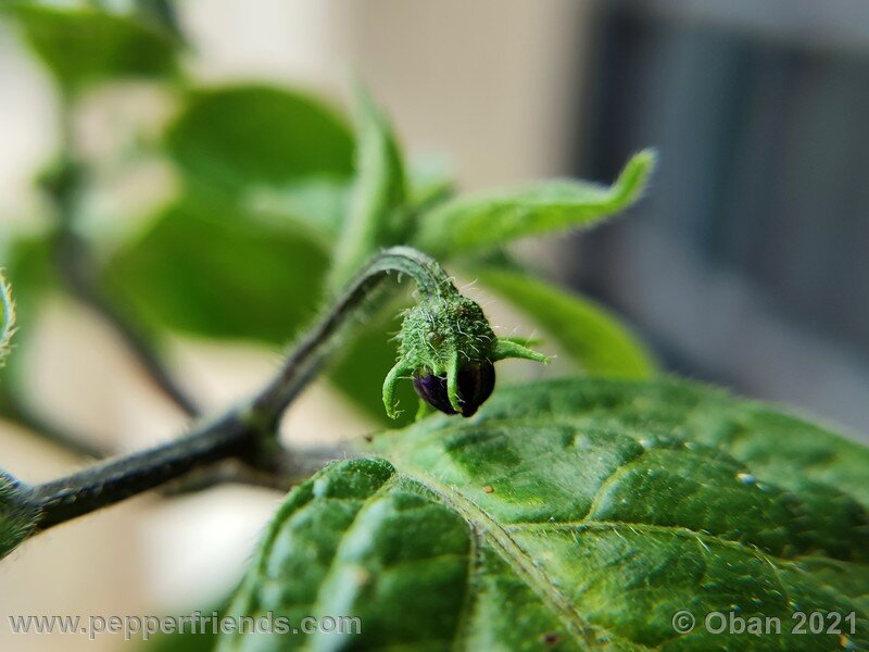 rocoto-marlene_003_1_2035809343_Peperoncini2021-1468.jpg