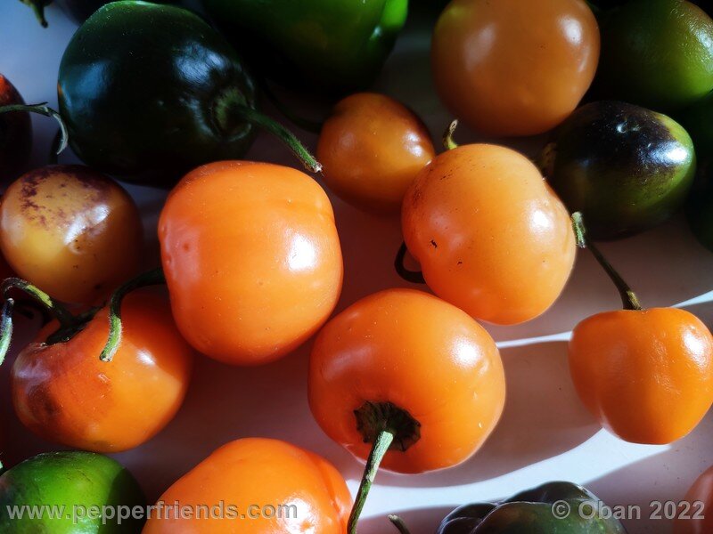 rocoto-marlene_003_20_1518154492_Peperoncini2022-1235.jpg