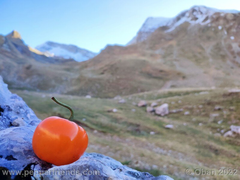 rocoto-marlene_003_22_27769162_Peperoncini2022-1246.jpg