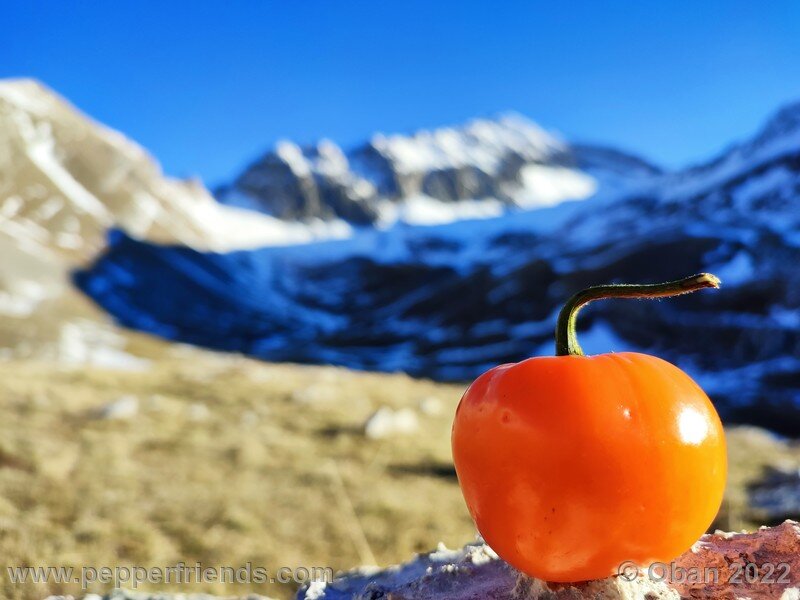 rocoto-marlene_003_23_1783231874_Peperoncini2022-1247.jpg