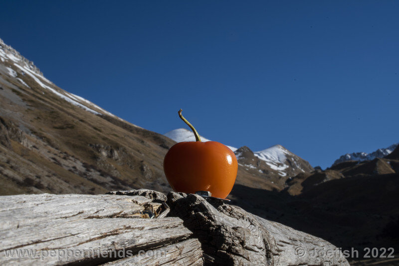 rocoto-marlene_003_25_977096154_Peperoncini2022-1263.jpg