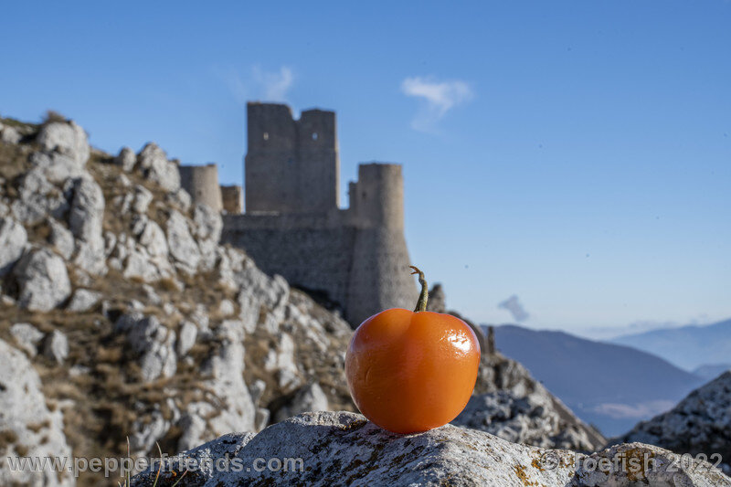 rocoto-marlene_003_27_1762836755_Peperoncini2022-1266.jpg