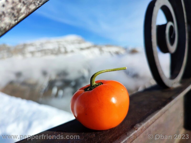 rocoto-marlene_003_29_1672990701_Peperoncini2022-1272.jpg